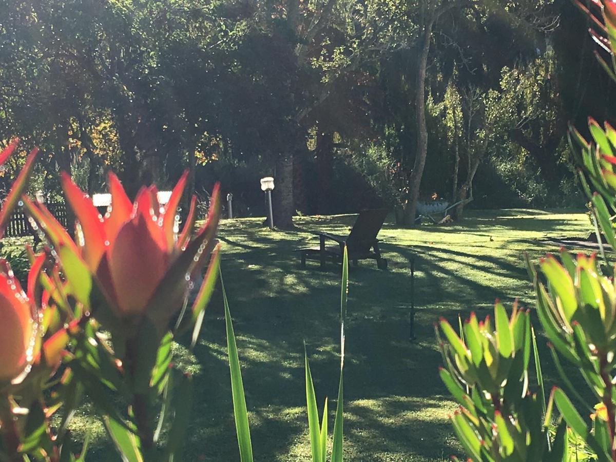 Constantia Spring Bed and Breakfast Eksteriør billede